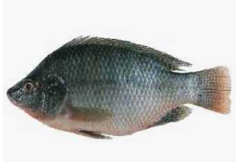 Tilapia fish big